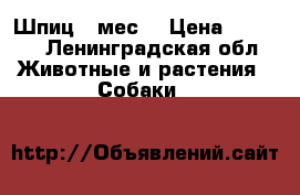 Шпиц 5 мес. › Цена ­ 3 000 - Ленинградская обл. Животные и растения » Собаки   